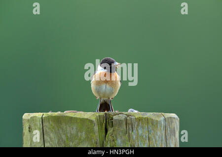 African stonechat (Saxicola torquata), homme, assis sur le poteau de clôture avec l'insecte dans son bec, région du Bas Rhin Banque D'Images