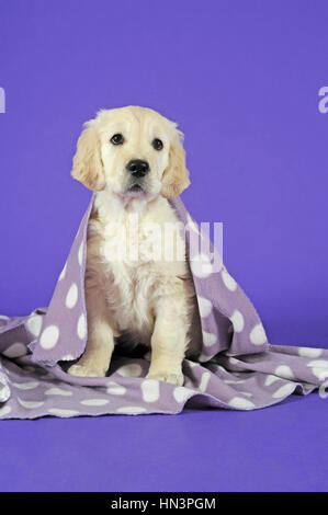 Golden Retriever, chiot, assis sous une couverture à pois Banque D'Images