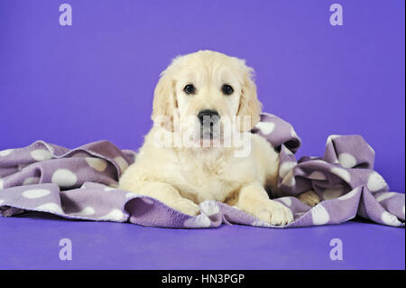 Chiot Golden Retriever couché sous une couverture à pois Banque D'Images