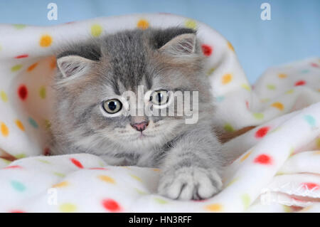 Chat persan, chaton, bleu tabby, portrait, sous couverture à pois Banque D'Images