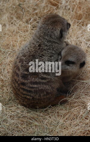 Meerkat bébé câlins pour lutter contre le froid Banque D'Images