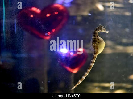 Berlin, Allemagne. Feb 8, 2017. Gros-ventre les hippocampes nagent dans un aquarium décoré spécialement pour la Saint-Valentin à Sea Life à Berlin, Allemagne, 8 février 2017. Les hippocampes sont connus pour leurs moyens monogame et un symbole d'amour éternel. La paire d'hippocampes trouvés l'un l'autre, il y a sept ans. Photo : Britta Pedersen/dpa-Zentralbild/ZB/dpa/Alamy Live News Banque D'Images