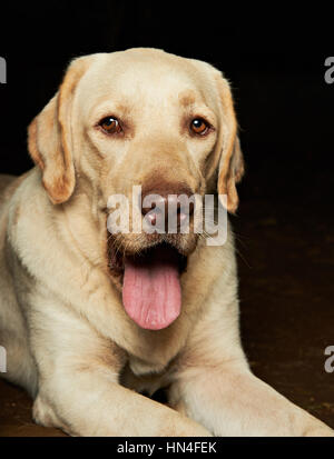 Golden retriver show langue isolated on black Banque D'Images