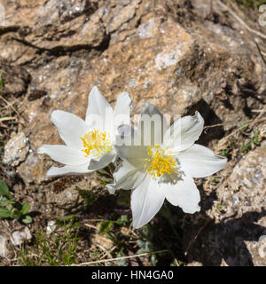 Fleur alpine, Pulsatilla Alpina avec des pierres comme arrière-plan, de la vallée d'Aoste en Italie. Photo prise à une altitude de 2800 mètres Banque D'Images