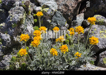 Fleur alpine senecio incanus (gris) Séneçon des Alpes, de la vallée d'Aoste en Italie. Photo prise à une altitude de 2600 mètres. Banque D'Images