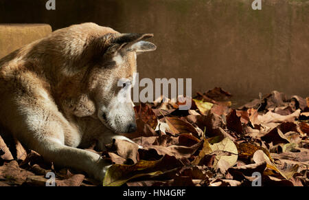 Couchage chien de berger dans les feuilles sèches du parc Banque D'Images