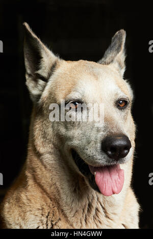 Close up portrait of shepherd isolé sur fond noir Banque D'Images