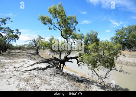 Arbre aux racines exposées par l'érosion de la rivière Darling, Bindara Station, New South Wales, Australia Banque D'Images