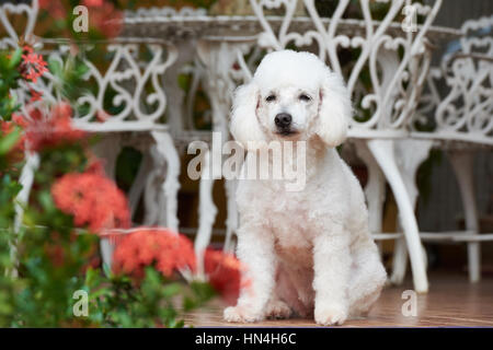 Français femelle caniche assis à côté d'house Banque D'Images