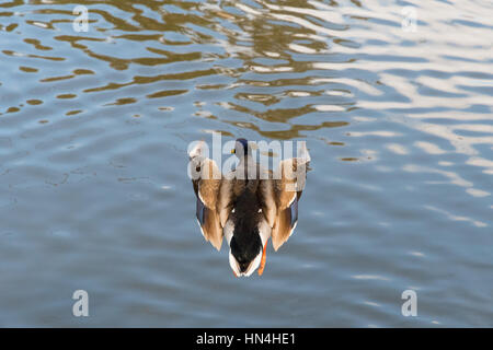 Vol de canards sur l'eau close up une image granuleuse Banque D'Images