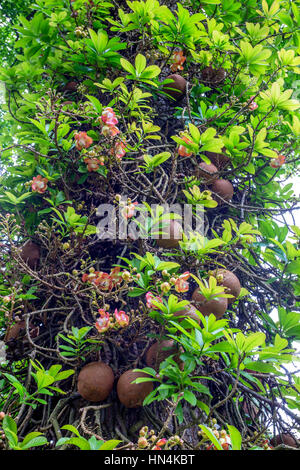 Couroupita guianensis connu comme cannonball tree à Royal Botanic Gardens. Peradeniya, Sri Lanka Banque D'Images