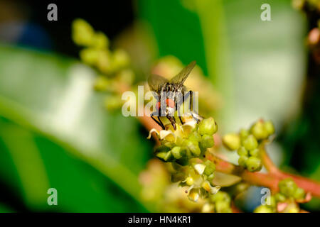 Close-up of a sarcophagidé (chair voler) se nourrissent de nectar des fleurs Banque D'Images