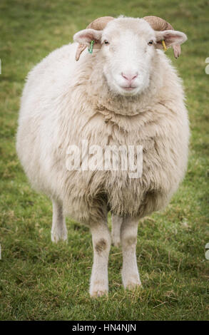 Belle moutons dans un champ à Otley Chevin, West Yorkshire Banque D'Images