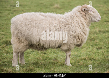 Belle moutons dans un champ à Otley Chevin, West Yorkshire Banque D'Images