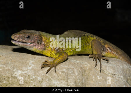 Lacerta bilineata lézard vert de l'Ouest, en Sicile, sur un fond noir Banque D'Images