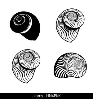 Seashell collection. sea shell set ingraved vector illustration était sur fond blanc. Illustration de Vecteur