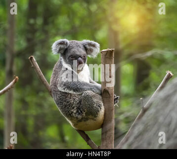 Koala sur la lumière du soleil sur une branche d'arbre Banque D'Images