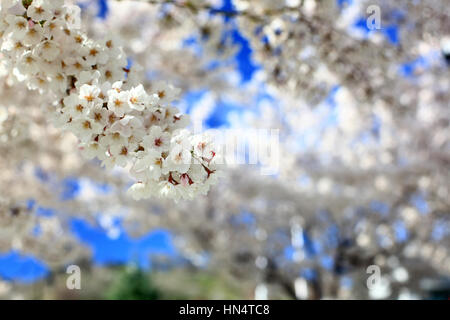 Des grappes de belles fleurs de cerisier, se détachent sur le ciel bleu à la Utah State Capitol à Salt Lake City. Les fleurs sont au pic de floraison. Banque D'Images