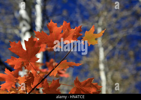 Feuilles d'érable rouge glow contre un ciel bleu profond à Salt Lake City, Utah. Les troncs de peuplier blanc peut être vu dans l'arrière-plan. Une très jolie scène d'automne. Banque D'Images