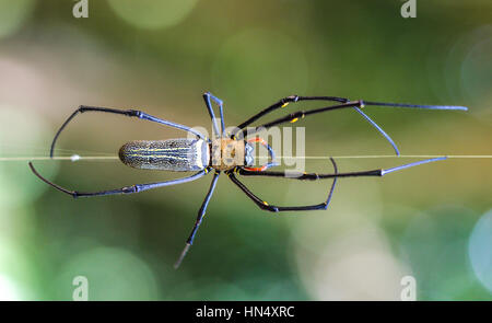 Macro extrême des araignées avec amqazing sharpeness et couleurs Banque D'Images