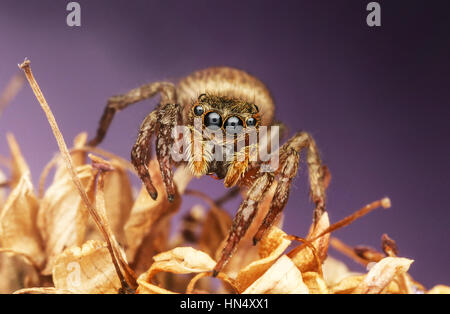 Macro extrême des araignées avec amqazing sharpeness et couleurs Banque D'Images