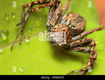 Macro extrême des araignées avec amqazing sharpeness et couleurs Banque D'Images