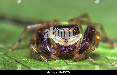 Macro extrême des araignées avec amqazing sharpeness et couleurs Banque D'Images