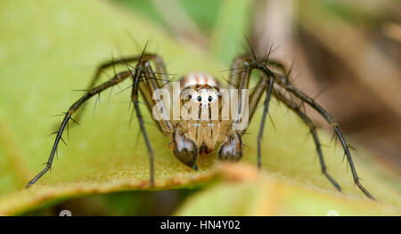 Macro extrême des araignées avec amqazing sharpeness et couleurs Banque D'Images