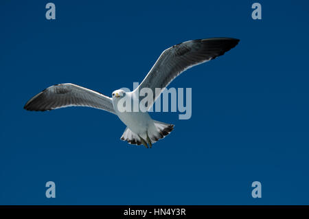 Kelp Gull survolant l'océan Pacifique au large de la côte près de Kaikoura en Nouvelle Zélande. Eine Dominikanermöwe fliegt über dem Pacifique vor der Küste von Ka Banque D'Images