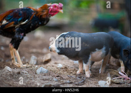 Les porcs en milieu rural au Laos Banque D'Images