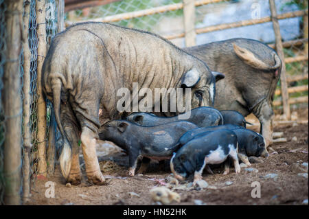 Les porcs en milieu rural au Laos Banque D'Images