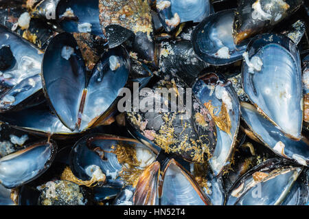 Close up of ouvert de nouvelles coquilles de moules Banque D'Images