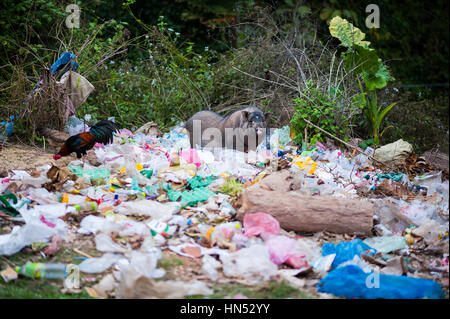 Les porcs en milieu rural au Laos Banque D'Images