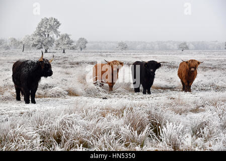 Black en red hairy highlanders écossais dans un paysage d'hiver Banque D'Images