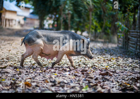 Les porcs en milieu rural au Laos Banque D'Images