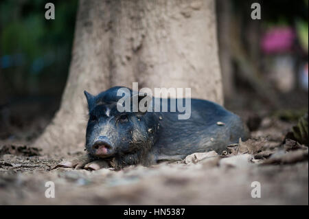 Les porcs en milieu rural au Laos Banque D'Images