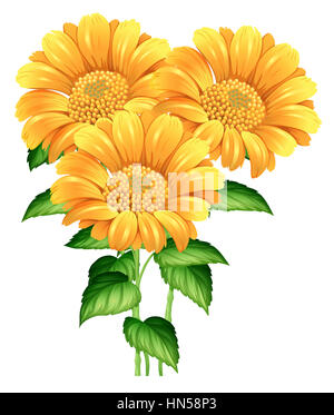 Trois tournesols sur fond blanc illustration Banque D'Images