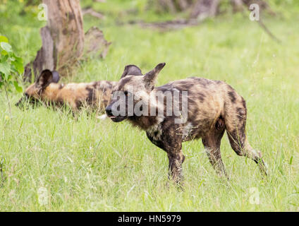 La chasse aux chiens sauvages durant la saison d'Émeraude impala Banque D'Images