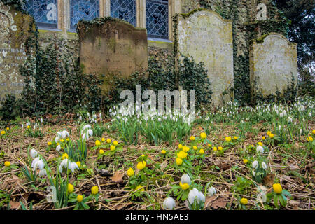 Chute de neige et d'Aconites dans une cour de l'église de Norfolk. Banque D'Images