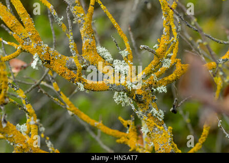 Lichen jaune sur les branches, lichen, Espagne sunburst maritime Banque D'Images