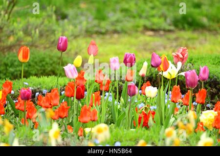 Tulipes fleurs multicolores dans le jardin botanique Banque D'Images