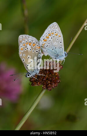 Papillons bleu (Polyommatus bellargus Adonis / Lysandra bellargus), paire d'accouplement Banque D'Images