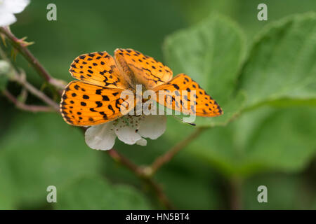 Marbled Fritillary butterfly (Brenthis daphne), sur Bramble Banque D'Images