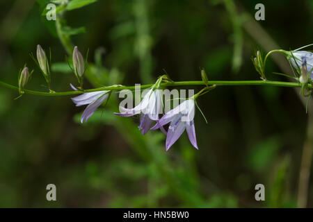 La campanule à feuilles de pêcher (Campanula persicifolia), fleurs Banque D'Images