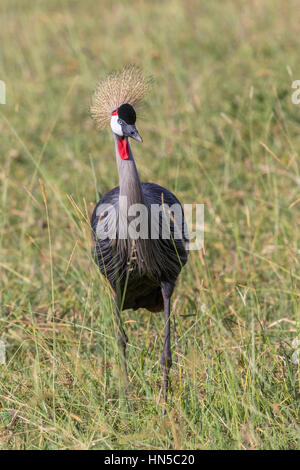 Grue couronnée grise dans le Masai Mara National Park Banque D'Images