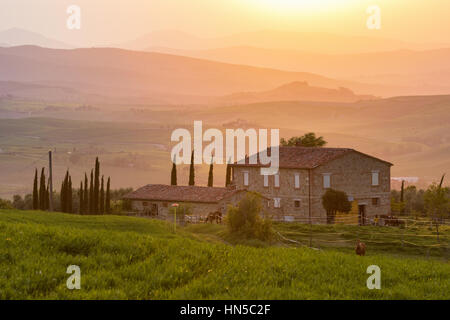 Avec les chevaux de ferme en Toscane au coucher du soleil Banque D'Images