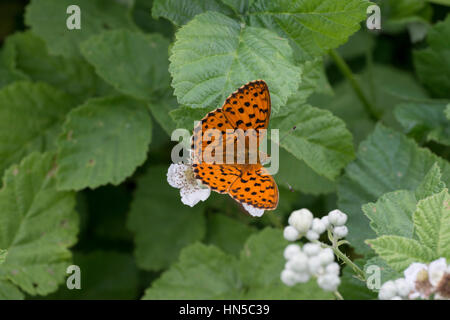 Marbled Fritillary butterfly (Brenthis daphne) sur les mûriers Banque D'Images