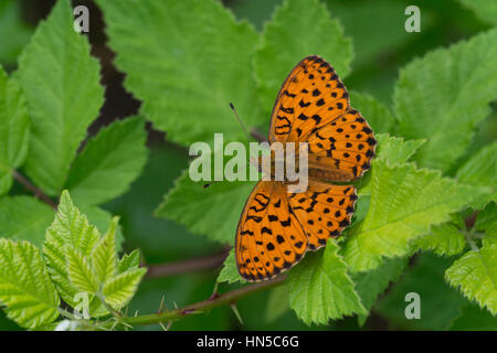 Marbled Fritillary butterfly (Brenthis daphne) sur les mûriers Banque D'Images