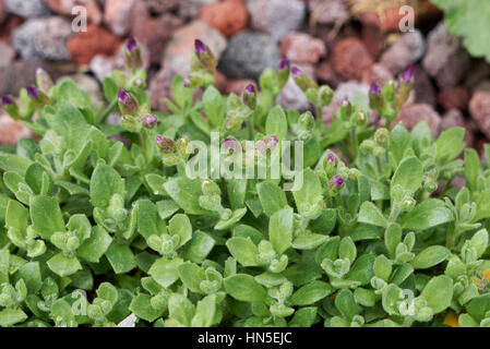 Aubriet Banque D'Images