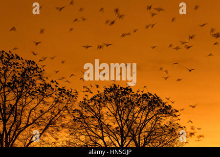 Les corbeaux freux (corvus frugilegus) troupeau se percher dans l'arbre au coucher du soleil en hiver Banque D'Images